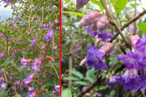 Kolhapur, Radhanagari forest, Karvi flower,