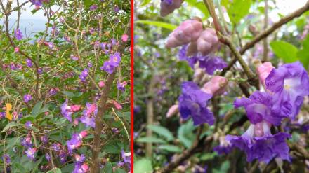 Kolhapur, Radhanagari forest, Karvi flower,