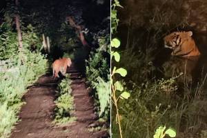 tiger near Yavatmal town, tiger, Yavatmal,