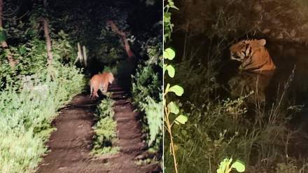 tiger near Yavatmal town, tiger, Yavatmal,