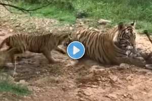 Tiger fought to hunt dog video