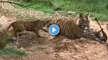 Tiger fought to hunt dog video