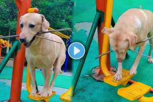 dog playing on air walker