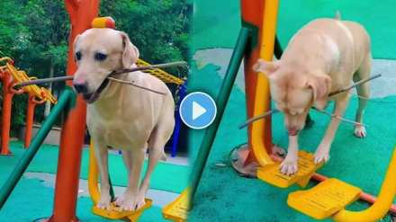 dog playing on air walker