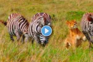 Lion to attack two Zebra