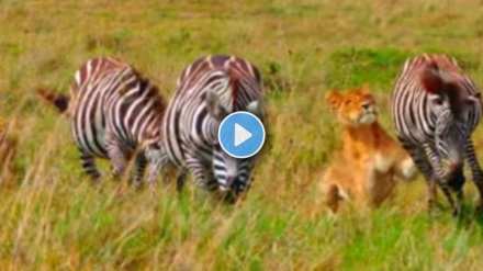 Lion's ploy to attack two giraffes