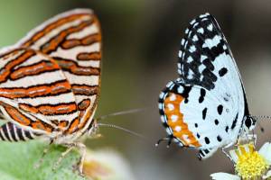 Kolhapur plant butterflies marathi news