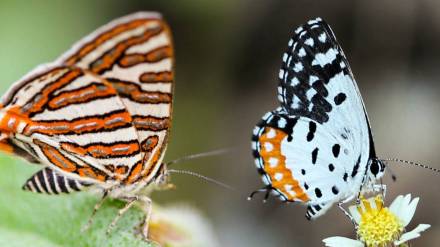 Kolhapur plant butterflies marathi news