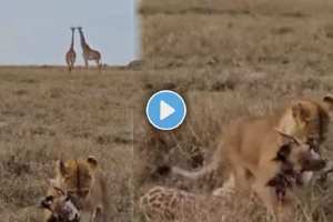 Lion attacks giraffe