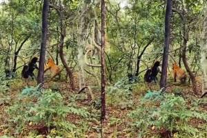 bear fought with tiger to save cub