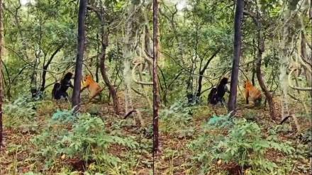 bear fought with tiger to save cub