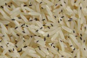 Rice weevil Remedies