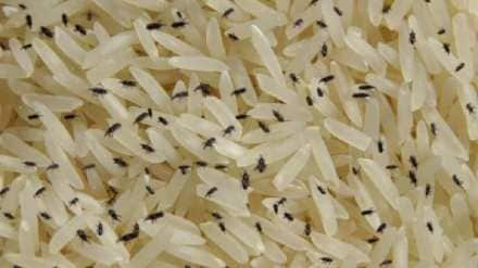 Rice weevil Remedies