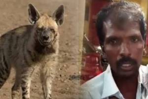 father fought with hyena