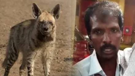 father fought with hyena