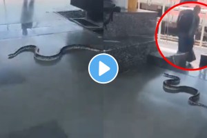 Huge snake enters railway station