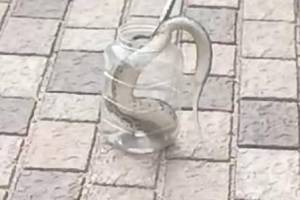 snake enter in MLA pankaj bhoyars house in wardha