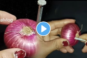 Kitchen jugad video nail in onion remedies to keep lizard away kitchen tips marathi