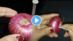 Kitchen Jugaad Video: रात्री झोपण्याआधी कांद्यात नक्की खिळा घुसवून ठेवा; मोठ्या समेस्येतून होईल सुटका