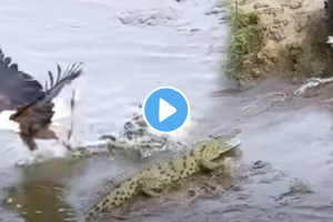 Viral video sky hunters fight with water Monster eagles intelligence pales in front of crocodile