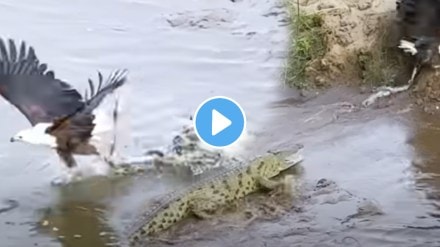 Viral video sky hunters fight with water Monster eagles intelligence pales in front of crocodile