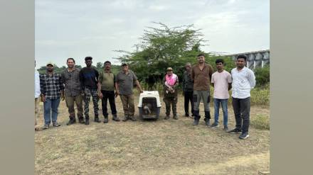 Citizens found a large bird lying in a dead state in Dabha area on Bembhala dam of Yavatmal