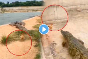 Viral video hen gave a crocodile a shock you will be shocked to see what happened next