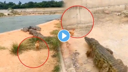 Viral video hen gave a crocodile a shock you will be shocked to see what happened next