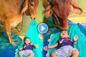 The baby was coddled by the cow Users are appreciating the video