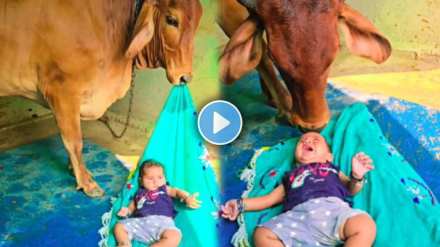 The baby was coddled by the cow Users are appreciating the video