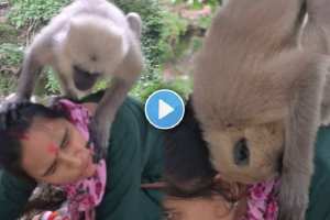 The monkey sat on the woman's body watching these video