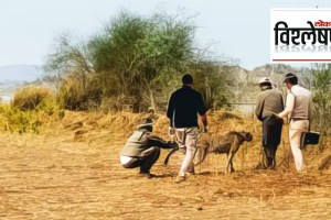 Cheetah Pawan being captured on the bank of the Chambal river in Rajasthan on May 4. (Express photo)