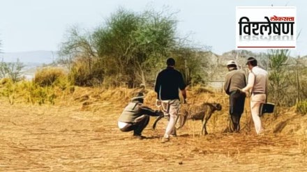 Cheetah Pawan being captured on the bank of the Chambal river in Rajasthan on May 4. (Express photo)