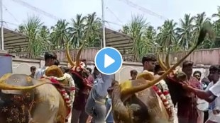 Boy teasing bull to over noise near his ear then bull revenge from boy shocking video