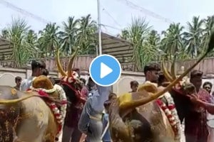 Boy teasing bull to over noise near his ear then bull revenge from boy shocking video