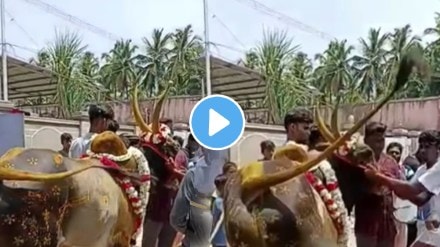 Boy teasing bull to over noise near his ear then bull revenge from boy shocking video