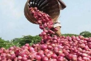 Onion export decision delayed for three days due to technical reasons