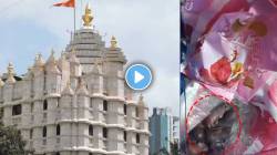 Siddhivinayak Temple : प्रभादेवीच्या सिद्धिविनायक मंदिरातील प्रसादात उंदरांची पिल्ले? व्हायरल VIDEO वर मंदिर प्रशासनाचं स्पष्टीकरण काय?