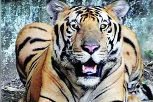 Another tiger died after the king Bajirao of Nagzira sanctuary