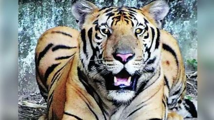 Another tiger died after the king Bajirao of Nagzira sanctuary