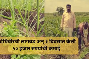 solapur farmer's Success Story