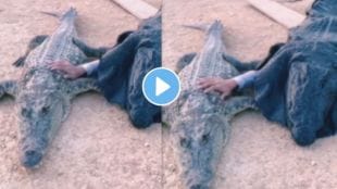 a man trying to Wake up a sleeping crocodile