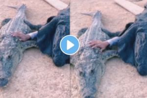 a man trying to Wake up a sleeping crocodile