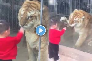 Video Shows Tiger Playful Response To Toddler