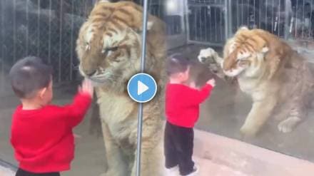 Video Shows Tiger Playful Response To Toddler