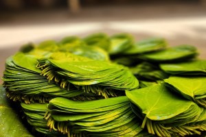 betel leaves expensive, betel leaves,