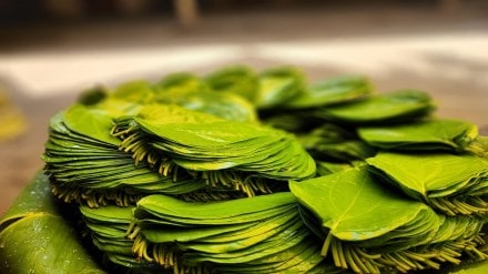 betel leaves expensive, betel leaves,