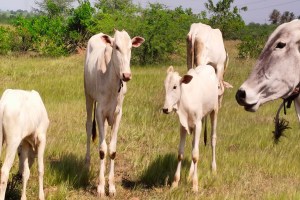 Goshalas, Maharashtra, Goshalas subsidy,