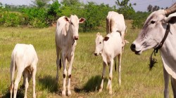 राज्यातील १३५ गोशाळांना झाली मोठी मदत; जाणून घ्या, राज्य सरकारने किती गोशाळांना दिले अनुदान