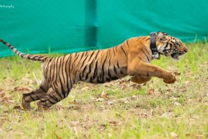 tigress, Gondia, Navegaon Bandh Tiger Reserve,